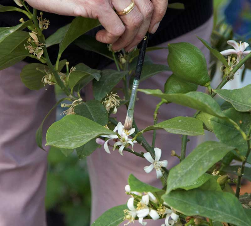 Konstgjord pollinering a citrus med pensel