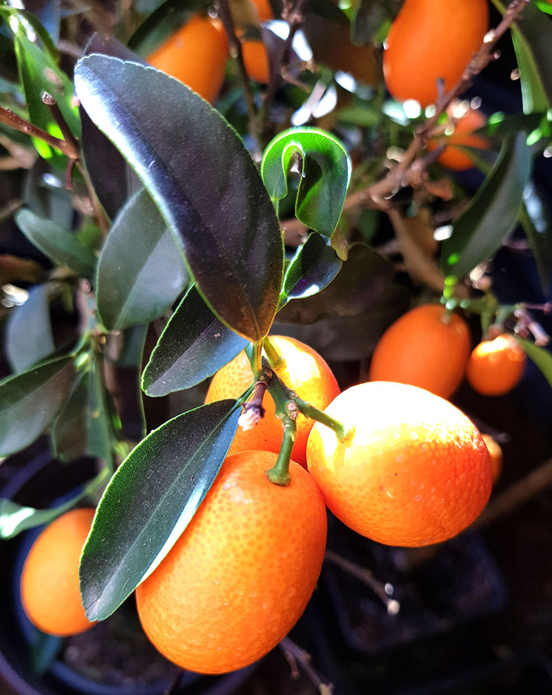 Kumquat, planta med frukter