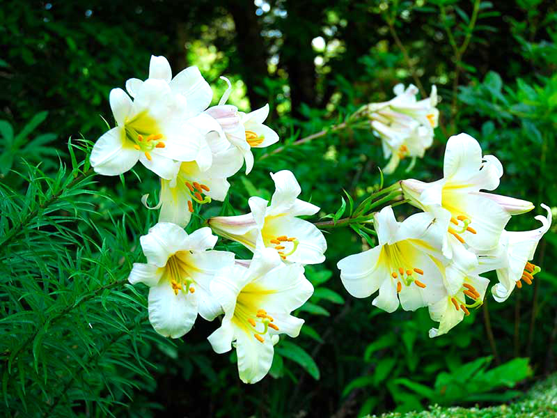 Kungslilja lilium regel vit i rabatt
