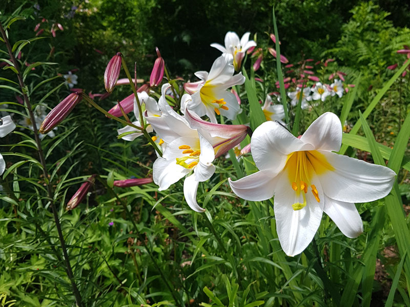 Kungslilja lilium regale vit i rabatt - LS Kungslilja lilium regale vit i rabatt - LS
