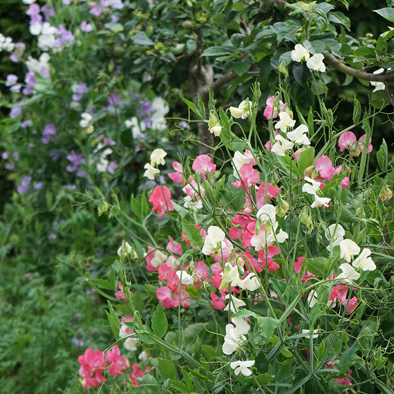 Luktärter i rosa, vitt och lila-blå - LS