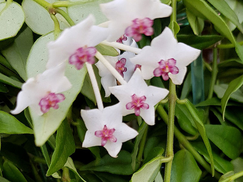 Porslinsblomma, doftande krukväxt - LL