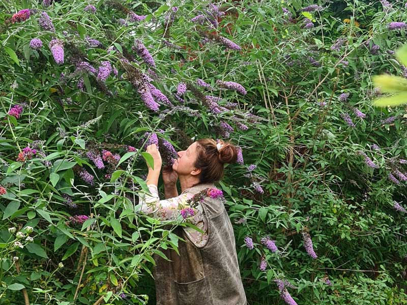 Syrenbuddleja med väldoft -LS Syrenbuddleja med väldoft -LS