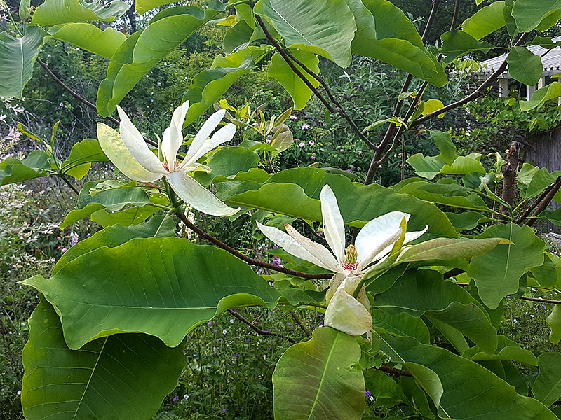 Blommande Junimagnolia, M. hypoleuca