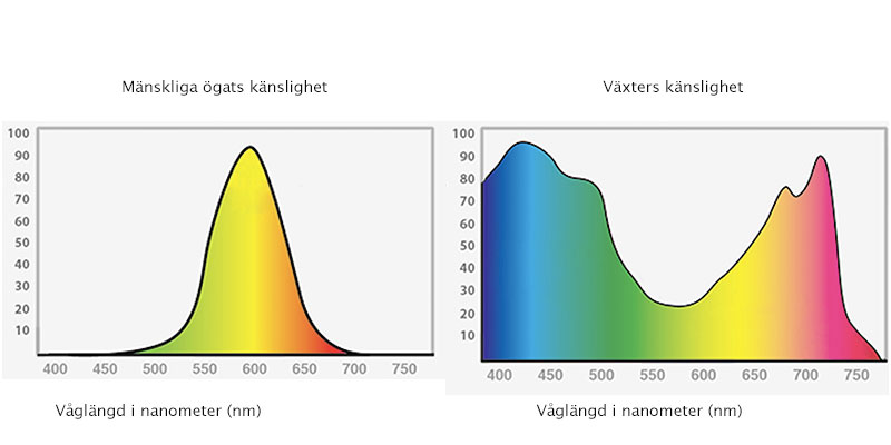 Ljusspektra som påverkar människan jämfört med växter