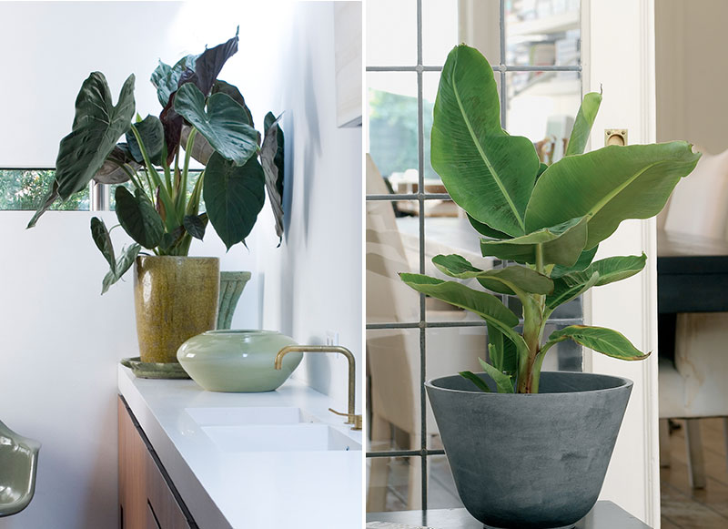 Alocasia och bananplanta inomhus med växtlampa