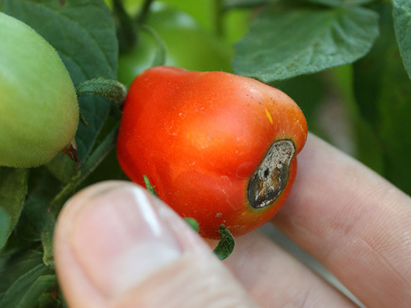 Pistill röta på tomat