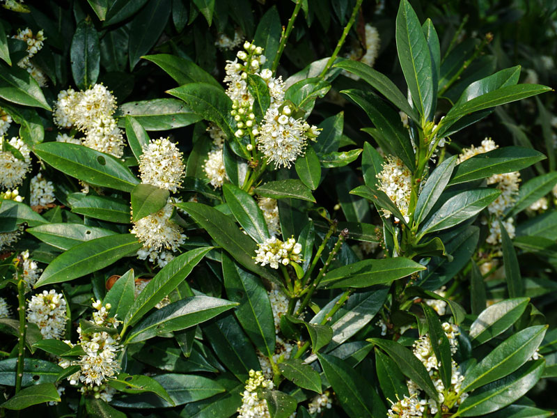 Lagerhägg, Prunus laurocerasus i skugga - AS