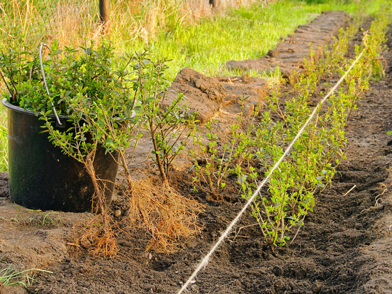 Plantering av barrotad häck - AS