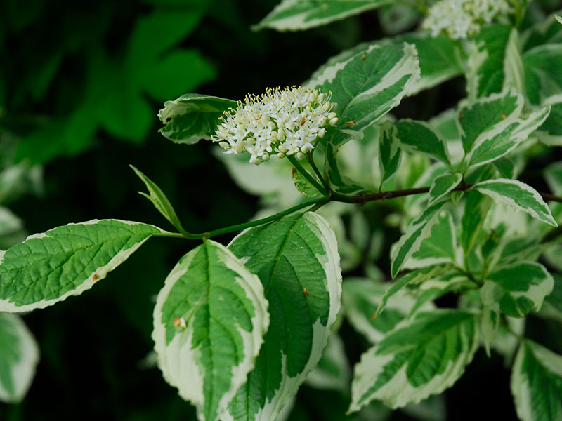 Kornell med vitbrokiga blad och vit blomma i skugga