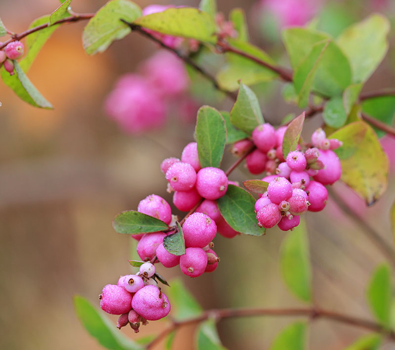 Snöbär med rosa bär i skugga