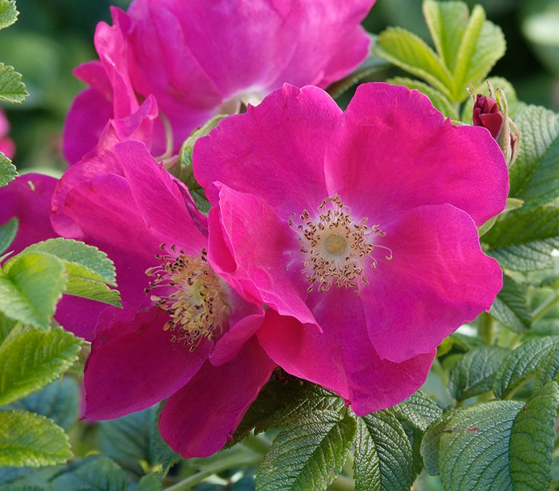 Vresros rosa blommor i skugga