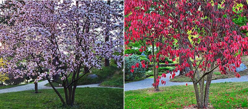 Flerstammigt prydnadsträd bergkörsbär blomning och höstfärg