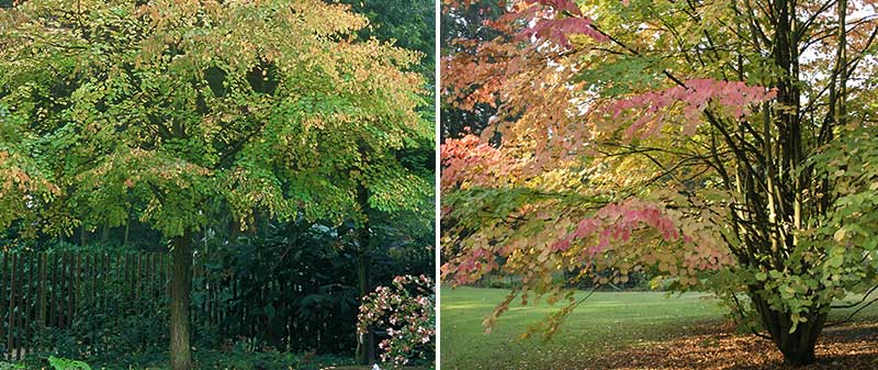 Prydnadsträd katsura Prydnadsträd katsura
