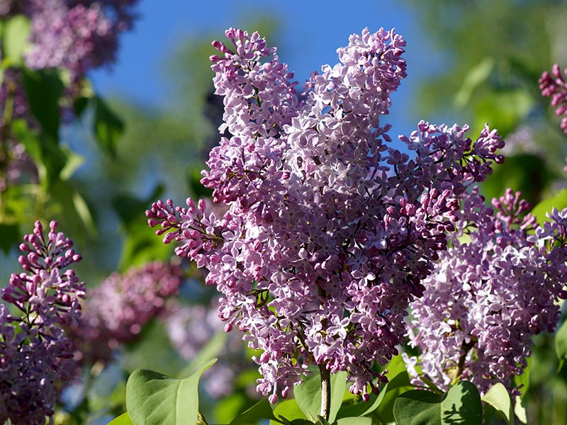 Lila bondsyren Syringa Vulgaris