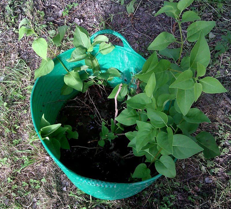 Uppgrävda syrenskott väntar på plantering i hink med vatten