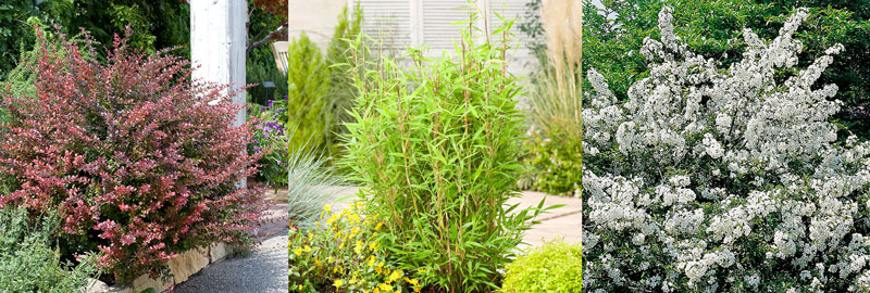 Berberis, bambu och bukettapel