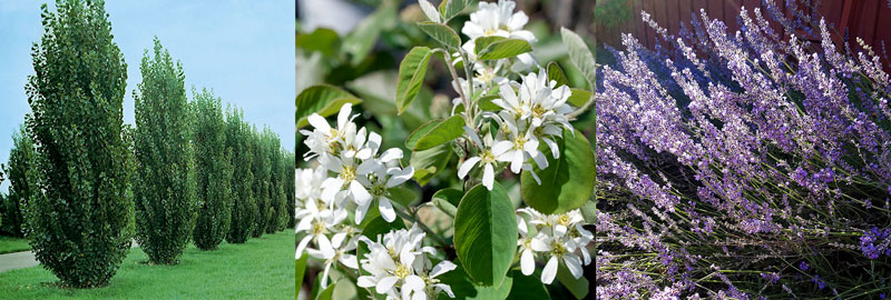 Häckpoppel, hägg och lavendel