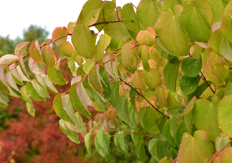 Katsura som häck