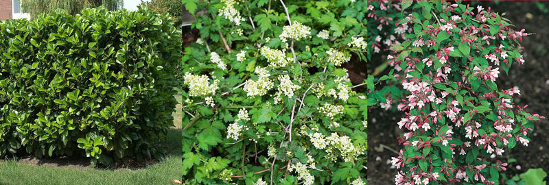 Lagerhägg, liten stefanandra och paradisbuske