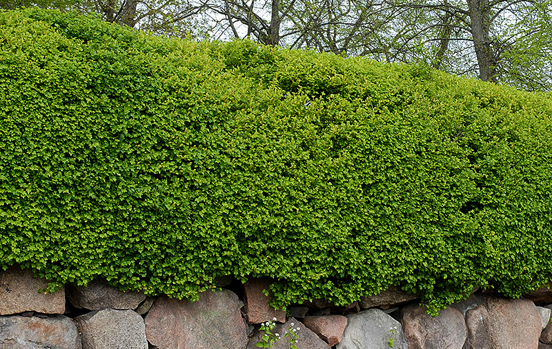 Häck av måbär Ribes