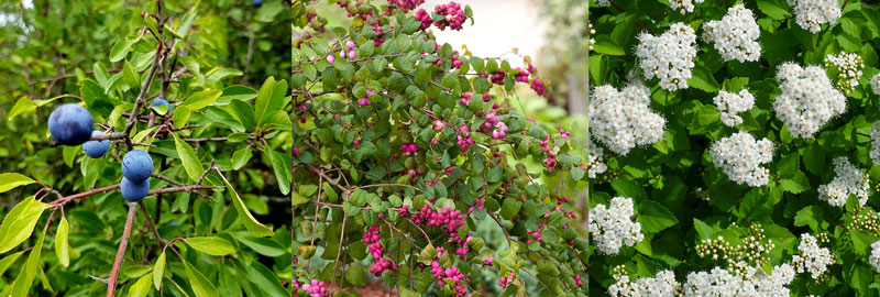 Slån, snöbär och spirea