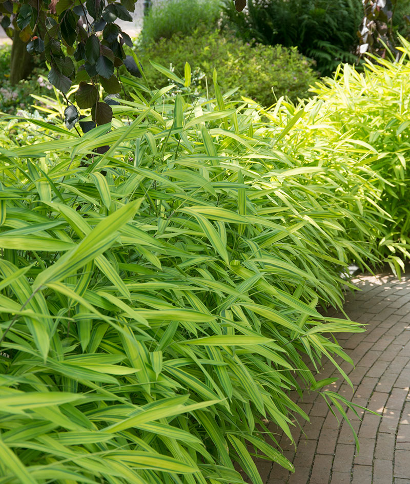 Bambu som häck