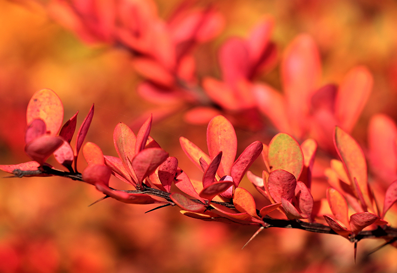 Berberis med vacker höstfärg