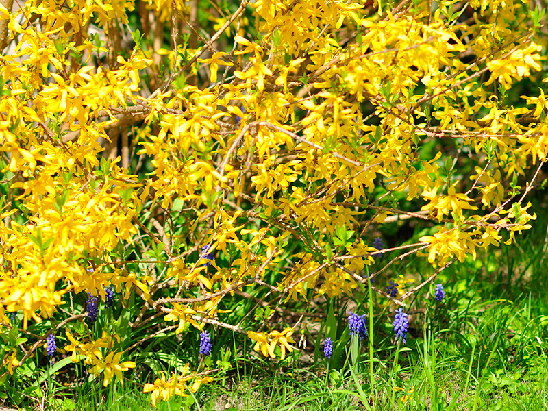 Forsythia som häckväxt