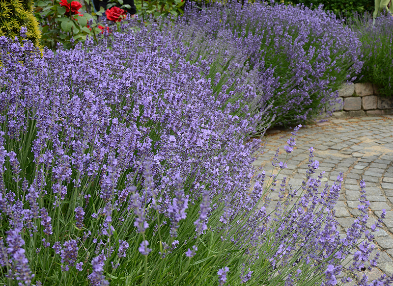 Lavendel som häck