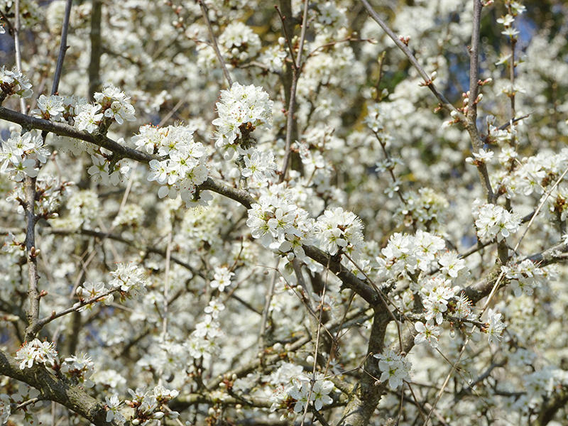 Slån som häck