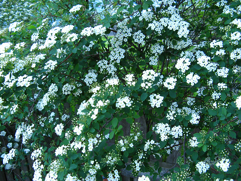 Spirea som häck