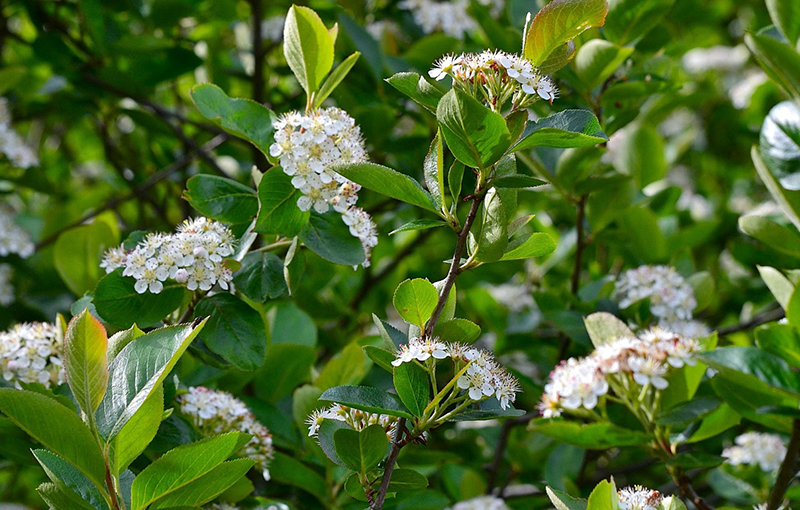Svartaronia som häck