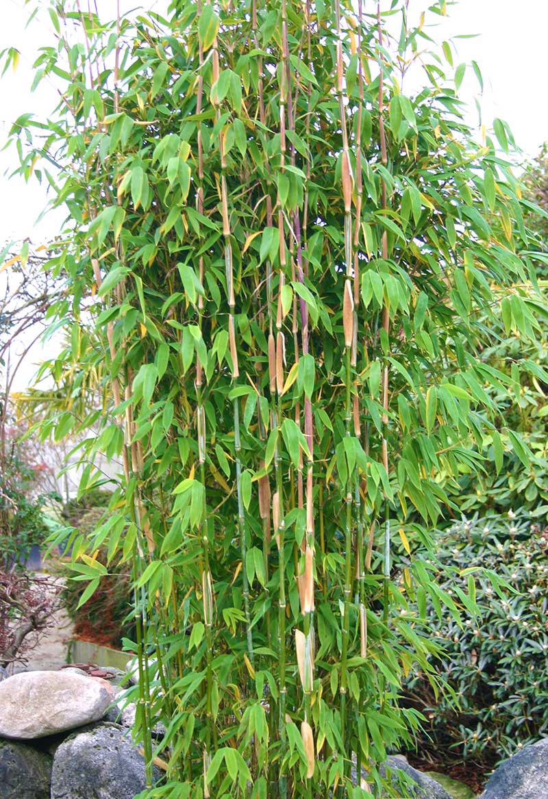 Bambu Maasai