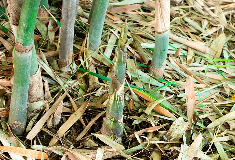 Bladgödsling av bambu med kisel av fallna blad