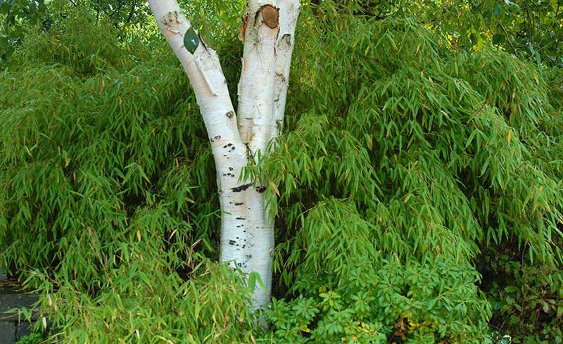 Bergbambu planterad med björk