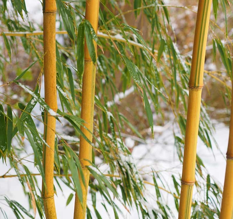 Bambu på vintern