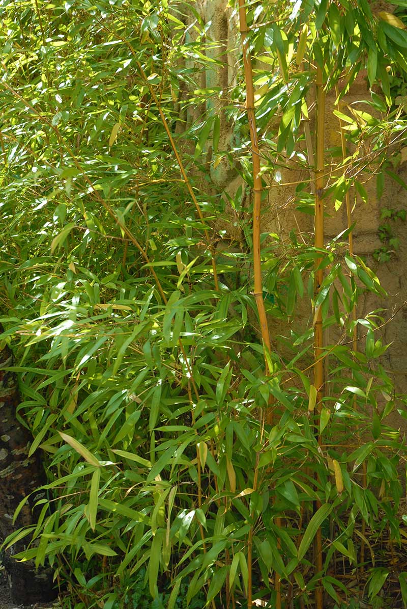 Kinabambu phyllostachys