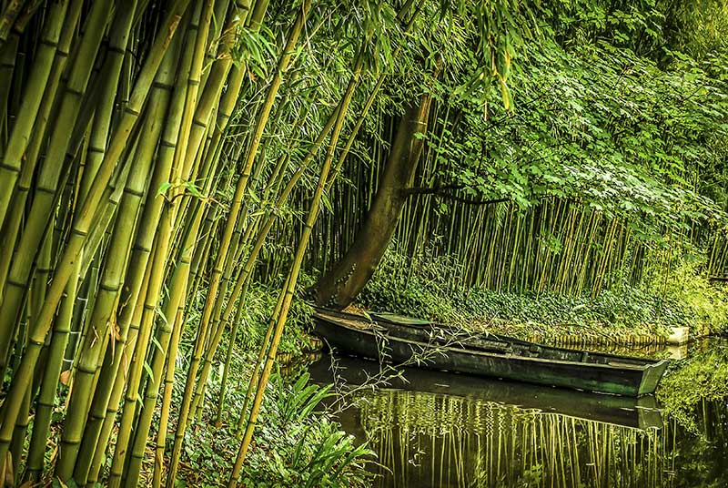 Vildväxande bambu i Vietnam