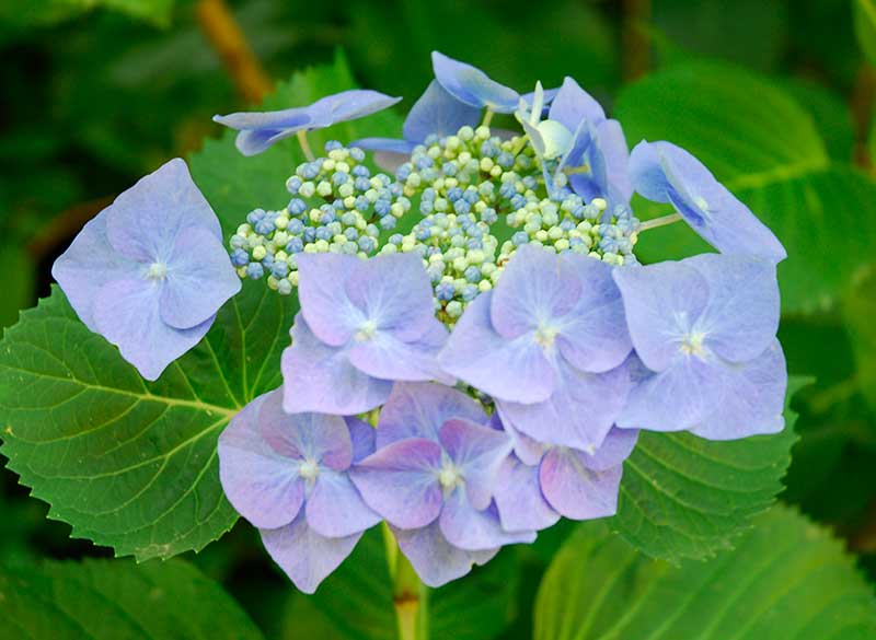 Hortensia med sterila skyltblommor och fertila blommor