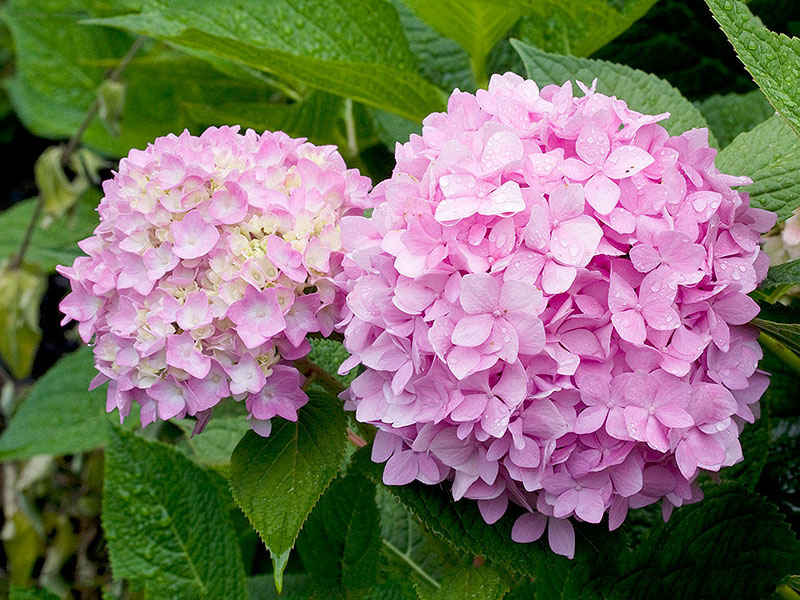 Hortensia 'Endless Summer'