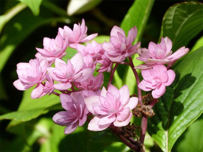 Hortensia 'Fireworks' med stjärnformade dubbla blommor - pix