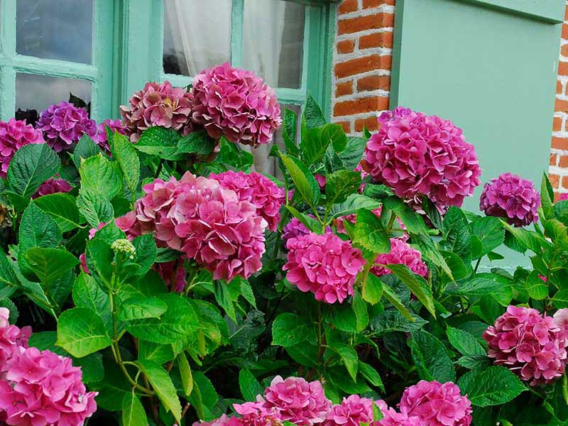 Hortensia Boquet Rose vid entre
