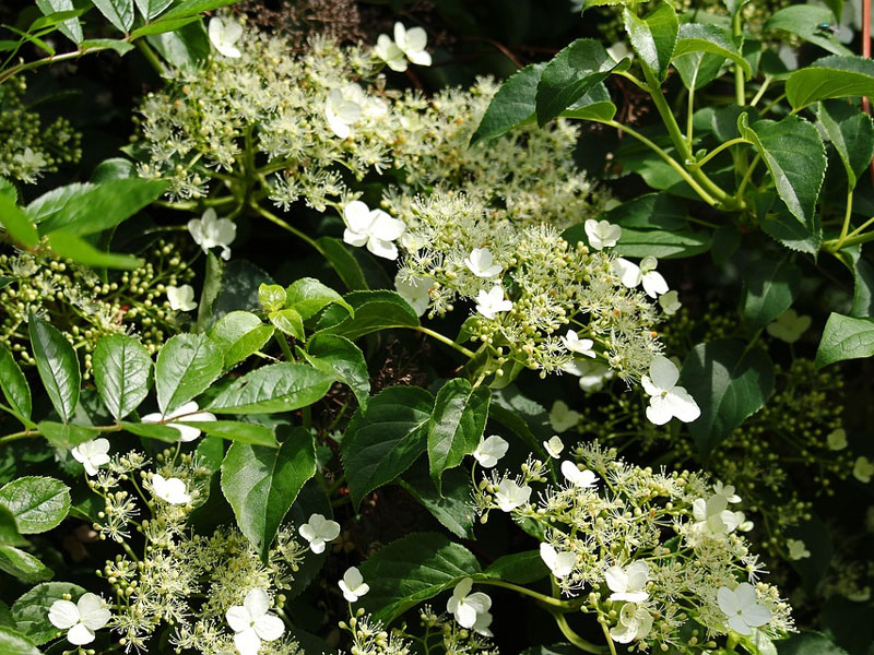 Hortensia som klätterväxt, klätterhortensia - pix