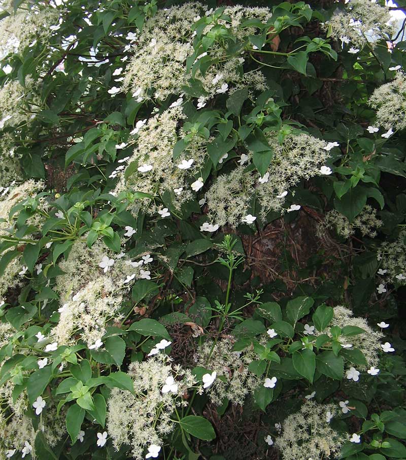 Hortensia som klätterväxt, klätterhortensia