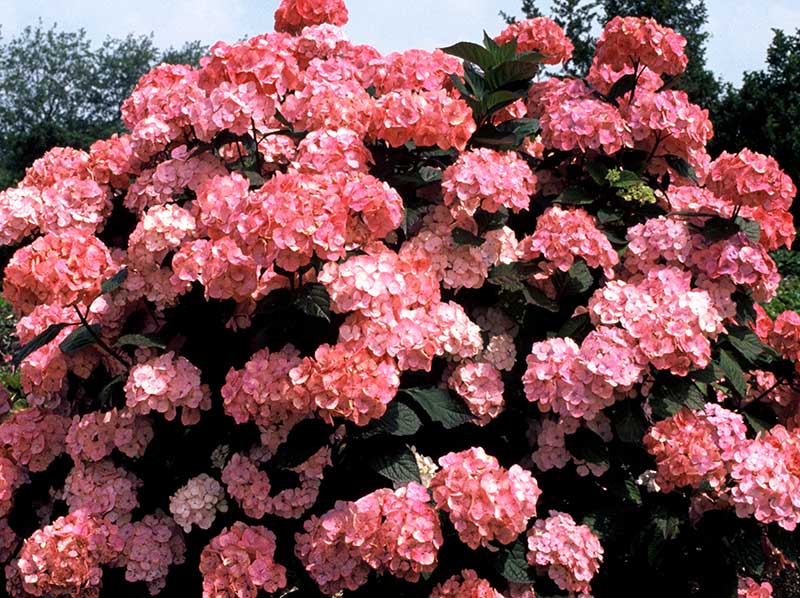 Purpurhortensia med röda blommor