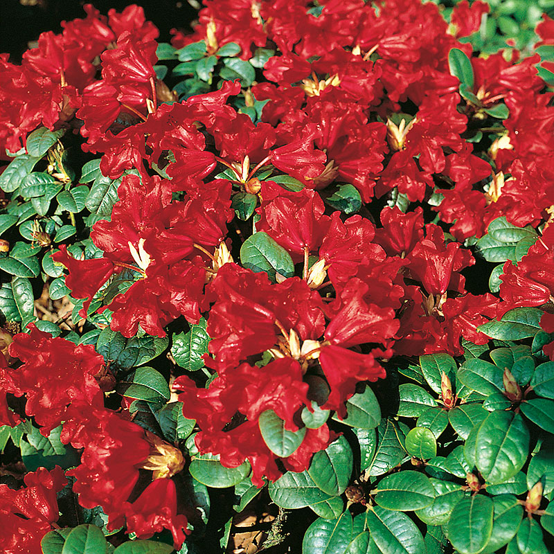 Marktäckande rododendron 'Scarlet Wonder'