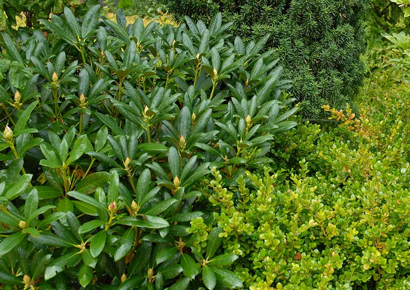Vintergröna buskar rododendron, idegran och buxbom