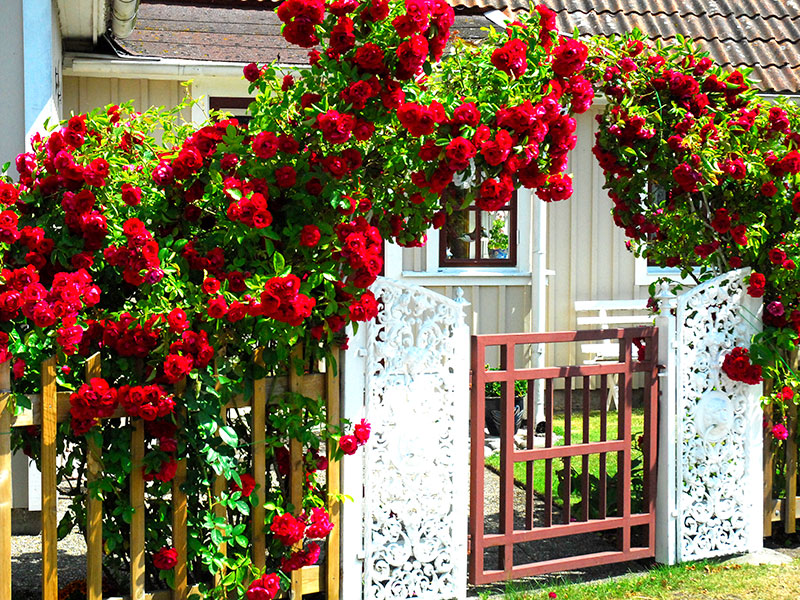 Röda rosor i portal