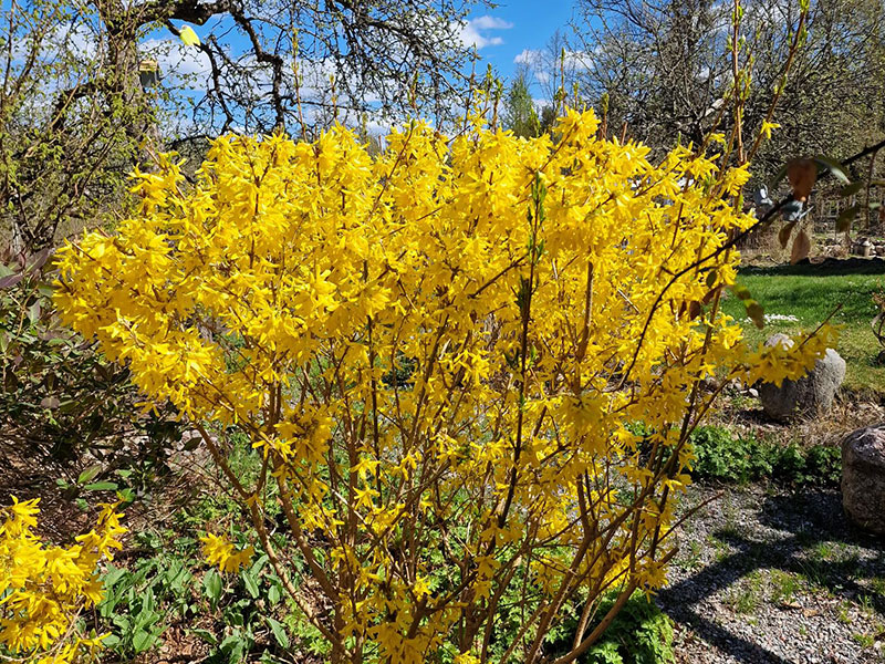 Forsythia i blom